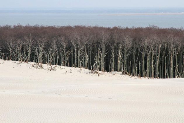 Wanderdünen - Góry Białe - im Słowiński National Park bei Łeba Wanderdünen - Góry Białe - im Słowiński National Park bei Łeba