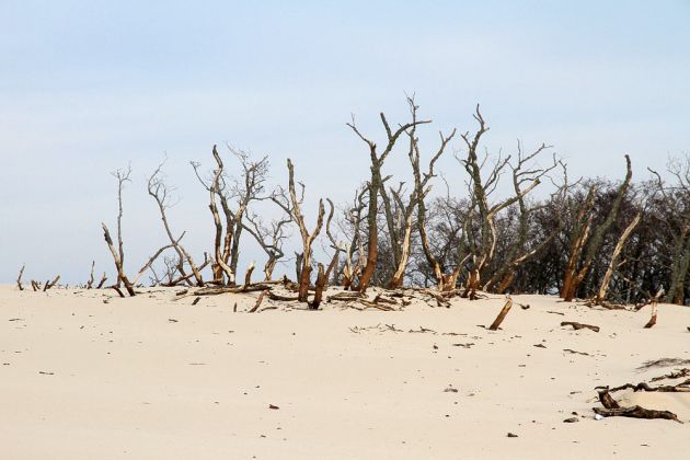 Wanderdünen - Góry Białe - im Słowiński National Park bei Łeba Wanderdünen - Góry Białe - im Słowiński National Park bei Łeba