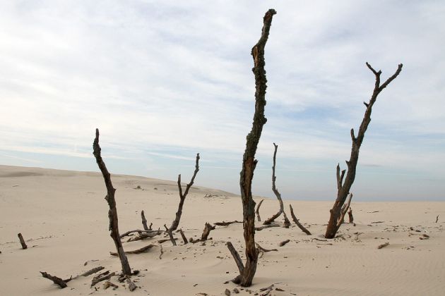 Wanderdünen - Góry Białe - im Słowiński National Park bei Łeba Wanderdünen - Góry Białe - im Słowiński National Park bei Łeba
