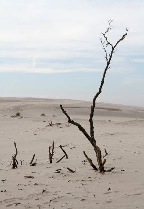 Wanderdünen - Góry Białe - im Słowiński National Park bei Łeba Wanderdünen - Góry Białe - im Słowiński National Park bei Łeba