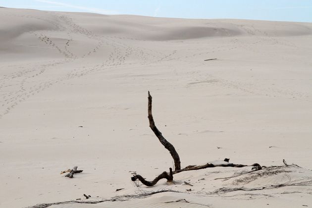 Wanderdünen - Góry Białe - im Słowiński National Park bei Łeba Wanderdünen - Góry Białe - im Słowiński National Park bei Łeba