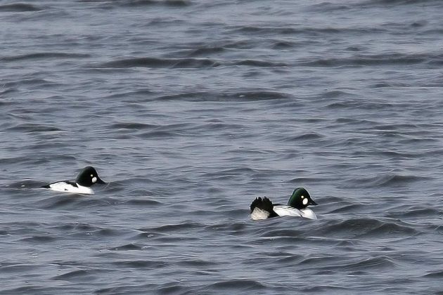 Schellenten-Erpel - Bucephala clangula Schellenten-Erpel - Bucephala clangula