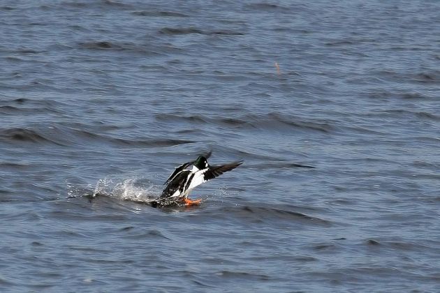 Schellenten-Erpel bei der Landung - Bucephala clangula Schellenten-Erpel bei der Landung - Bucephala clangula
