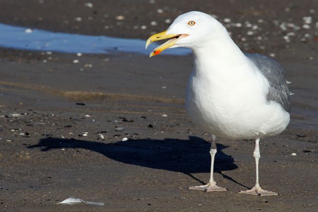 Silbermöwe - Larus argentatus Silbermöwe - Larus argentatus