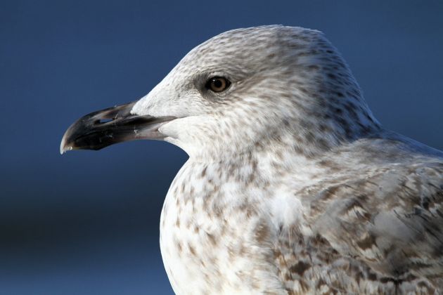Silbermöwe im Jugendkleid - Larus argentatus Silbermöwe im Jugendkleid - Larus argentatus