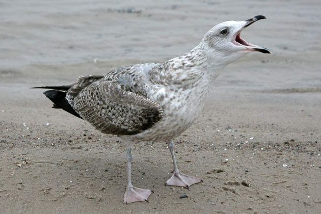 Silbermöwe im Jugendkleid - Larus argentatus Silbermöwe im Jugendkleid - Larus argentatus
