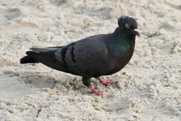 Strassen- oder Haustaube - Columba livia Strassen- oder Haustaube - Columba livia