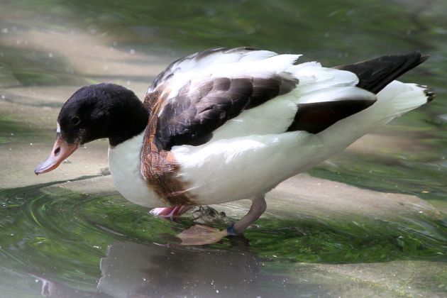 Brandente oder Brandgans, weiblich - Tadorna tadorna Brandente oder Brandgans, weiblich - Tadorna tadorna