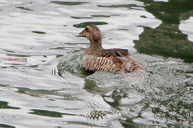 Eiderente, weiblich - Somateria mollissima Eiderente, weiblich - Somateria mollissima