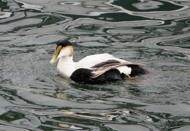 Eiderenten-Erpel - Somateria mollissima Eiderenten-Erpel - Somateria mollissima