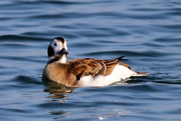 Eisente, weiblich - Clangula hyemalis Eisente, weiblich - Clangula hyemalis