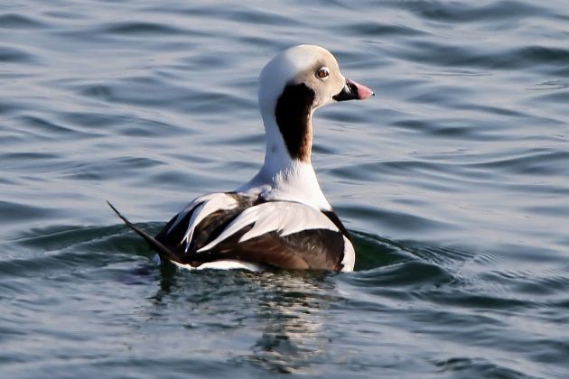 Eisenten-Erpel - Clangula hyemalis Eisenten-Erpel - Clangula hyemalis