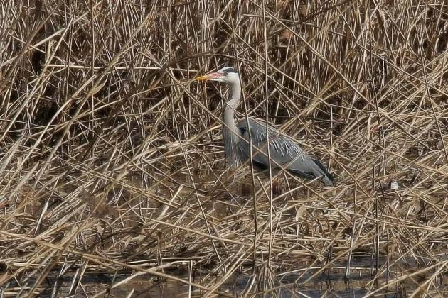 Graureiher oder Fischreiher - Ardea cinerea Graureiher oder Fischreiher - Ardea cinerea