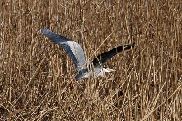 Graureiher oder Fischreiher - Ardea cinerea Graureiher oder Fischreiher - Ardea cinerea