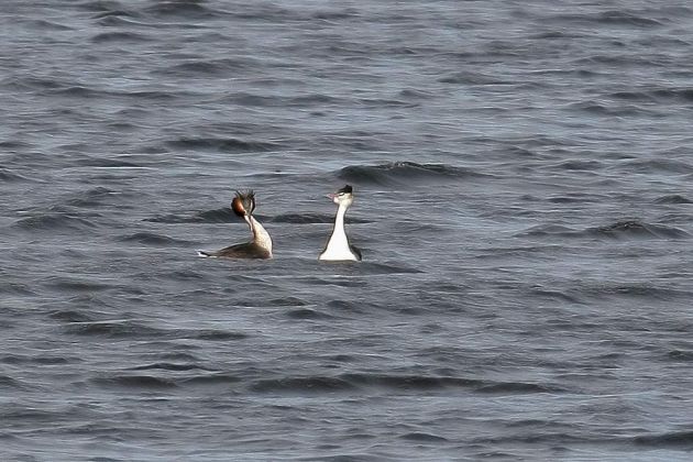 Haubentaucher Paar - Podiceps cristatus Haubentaucher Paar - Podiceps cristatus