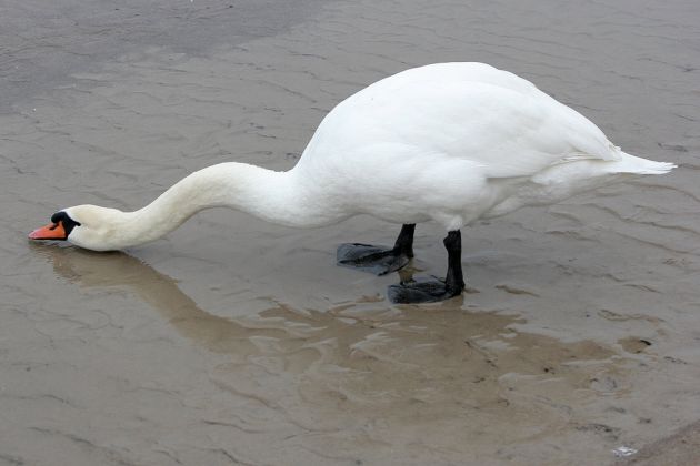 Höckerschwan süppelt Ostseewasser - Cygnus olor Höckerschwan süppelt Ostseewasser - Cygnus olor