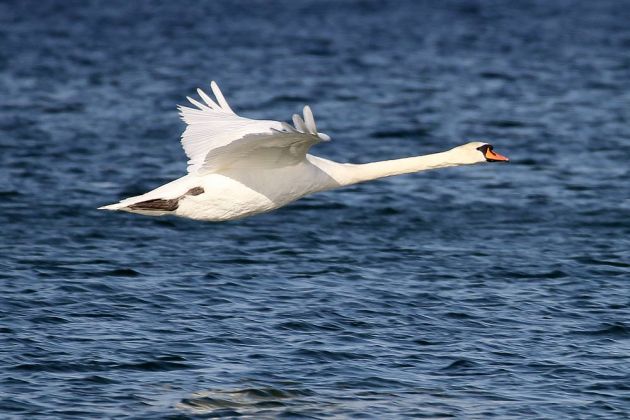 Höckerschwan im Flug - Cygnus olor Höckerschwan im Flug - Cygnus olor