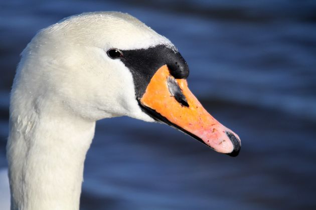 Höckerschwan, Porträt - Cygnus olor Höckerschwan, Porträt - Cygnus olor