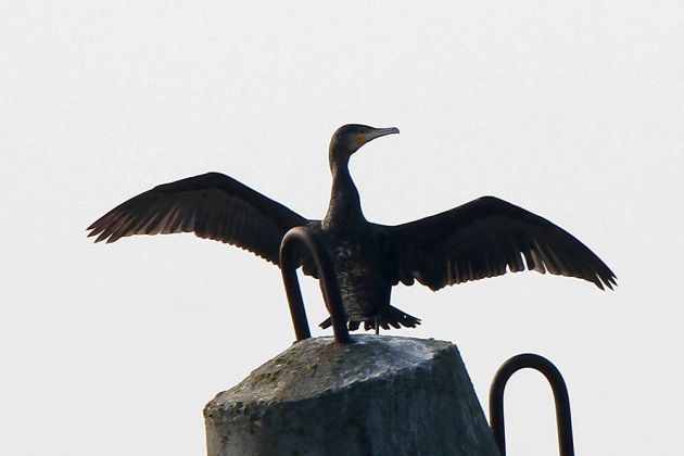 Ein Kormoran trocknet sein Gefieder - Phalacrocorax carbo Ein Kormoran trocknet sein Gefieder - Phalacrocorax carbo