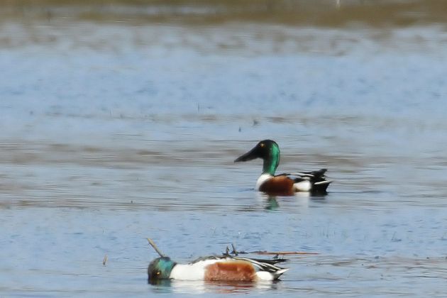 Löffelenten-Erpel - Anas clypeata Löffelenten-Erpel - Anas clypeata