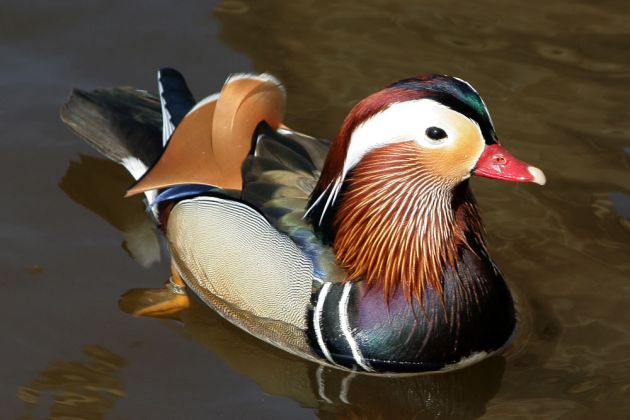 Mandarinenten-Erpel - Aix galericulata Mandarinenten-Erpel - Aix galericulata