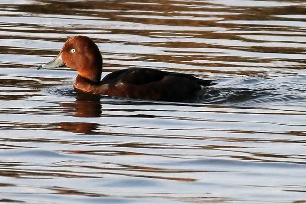 Moorenten-Erpel - Aythya nyroca Moorenten-Erpel - Aythya nyroca