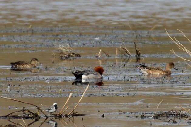 Pfeifenten - Anas penelope Pfeifenten - Anas penelope