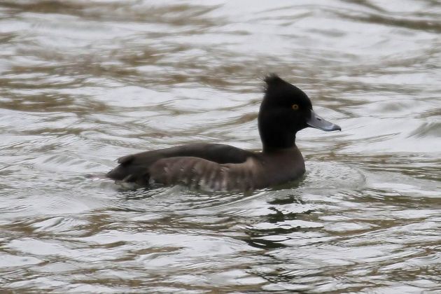 Reiherente, weiblich - Aythya fuligula Reiherente, weiblich - Aythya fuligula