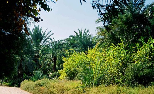 Oase Farafra - Qasr el-Farafra  - In den Palmgärten der Oase Farafra