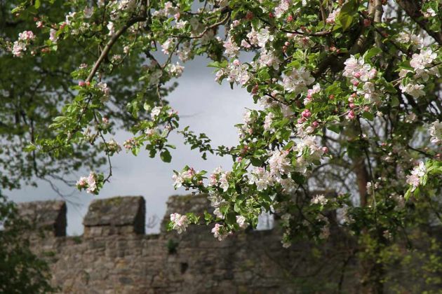 Creuzburg an der Werra - Thüringen Creuzburg an der Werra - Thüringen
