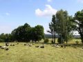 Die grosse Heidschnucken-Herde auf dem Bio-Bauernhof Kowalowe Skaly