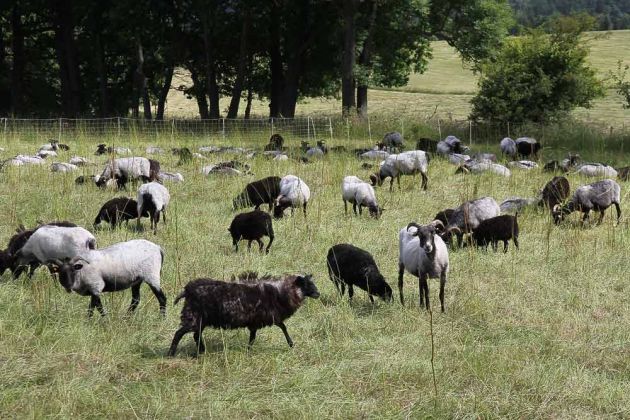 Die grosse Heidschnucken-Herde auf dem Bio-Bauernhof Kowalowe Skaly