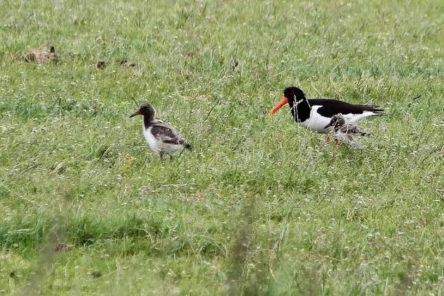 Vögel in Holland - Austernfischer Vögel in Holland - Austernfischer