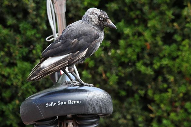 Vögel in Holland Vögel in Holland