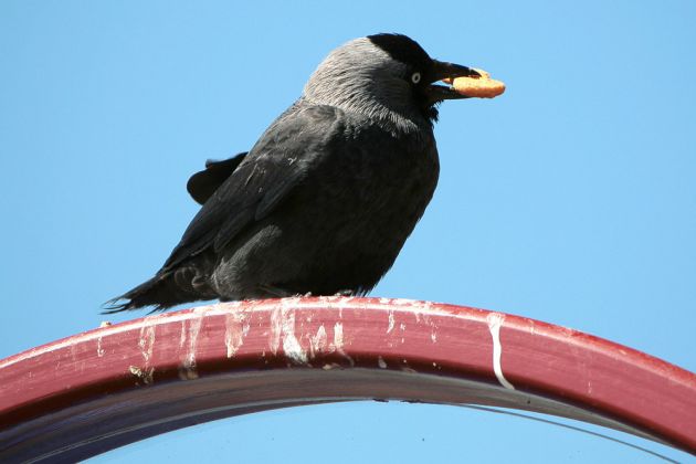 Vögel in Holland Vögel in Holland