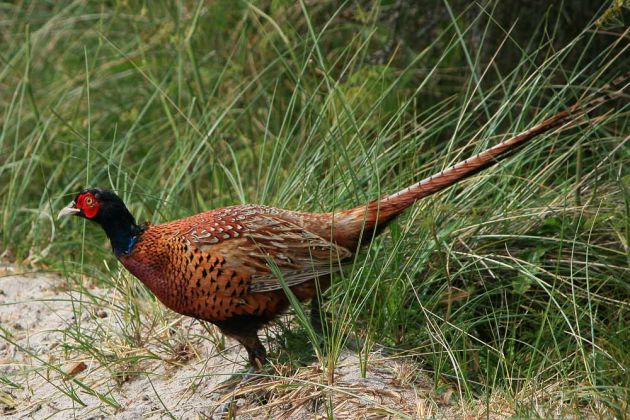 Vögel in Holland Vögel in Holland