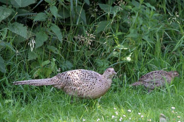 Vögel in Holland Vögel in Holland