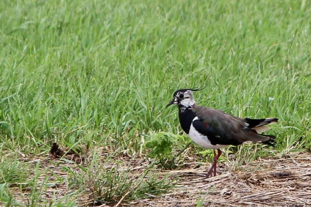 Vögel in Holland Vögel in Holland