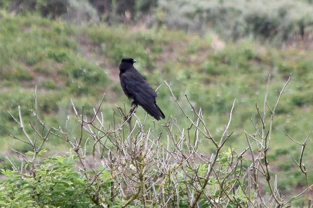 Vögel in Holland Vögel in Holland