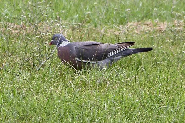 Vögel in Holland Vögel in Holland