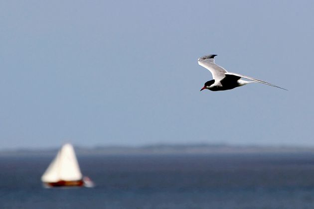 Vögel in Holland Vögel in Holland
