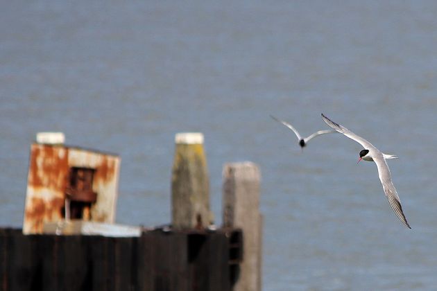 Vögel in Holland Vögel in Holland
