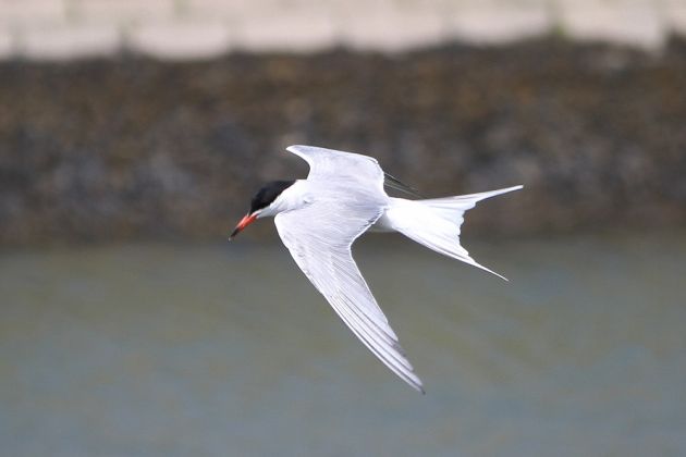 Vögel in Holland Vögel in Holland