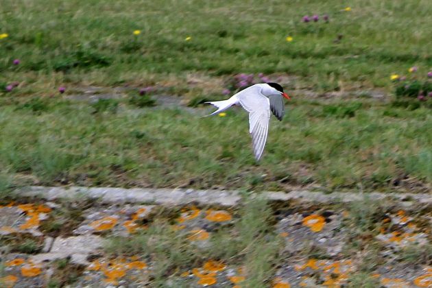 Vögel in Holland Vögel in Holland