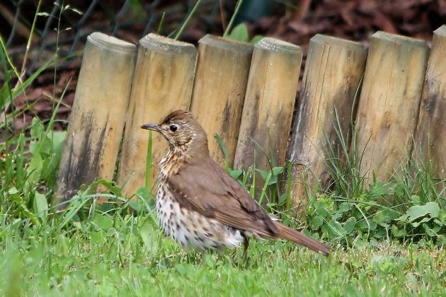 Singdrossel in Zakopane, Hohe Tatra - Turdus philomelos Singdrossel in Zakopane, Hohe Tatra - Turdus philomelos