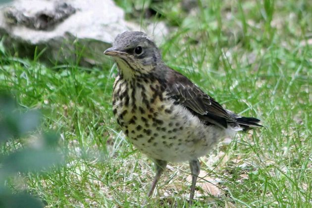 Wacholderdrossel im Planty von Krakau - Turdus pilaris Wacholderdrossel im Planty von Krakau - Turdus pilaris