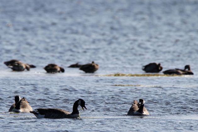 Kanadagänse - Hiddensee Kanadagänse - Hiddensee