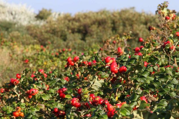 Insel Hiddensee - Hagebutten auf Hiddensee Insel Hiddensee - Hagebutten auf Hiddensee