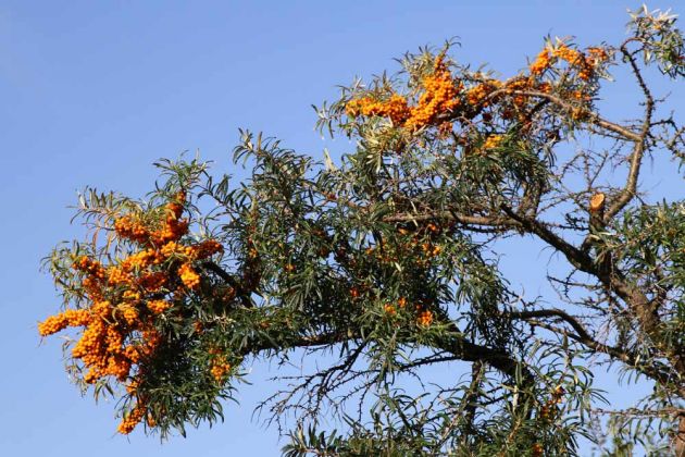 Insel Hiddensee - Sanddorn-Strauch auf Hiddensee Insel Hiddensee - Sanddorn-Strauch auf Hiddensee