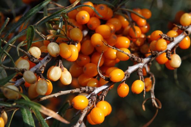 Insel Hiddensee - Sanddorn-Strauch auf Hiddensee Insel Hiddensee - Sanddorn-Strauch auf Hiddensee